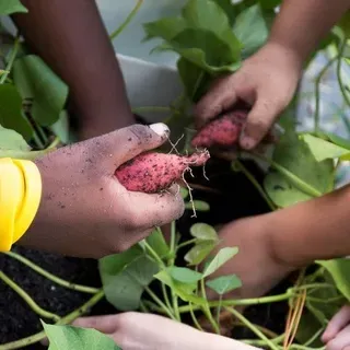 thumbnail for publication: Ten Benefits of Urban Gardens: Focus on Socio-Economic Crises